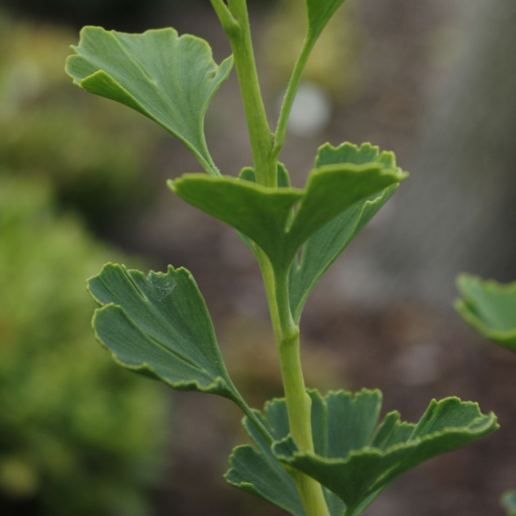 Ginkgo biloba Menhir - Arbre aux quarante écus
