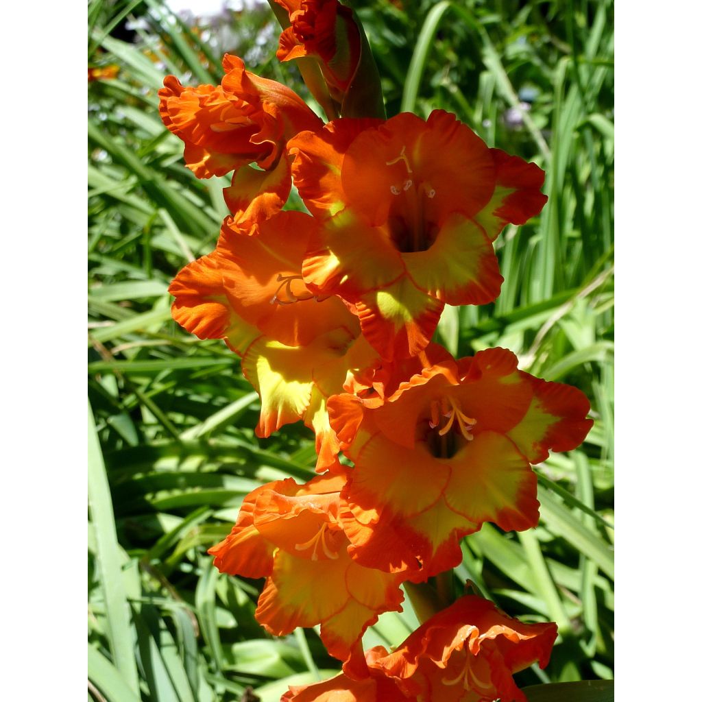 Glaïeul ou Gladiolus Princess Margaret Rose