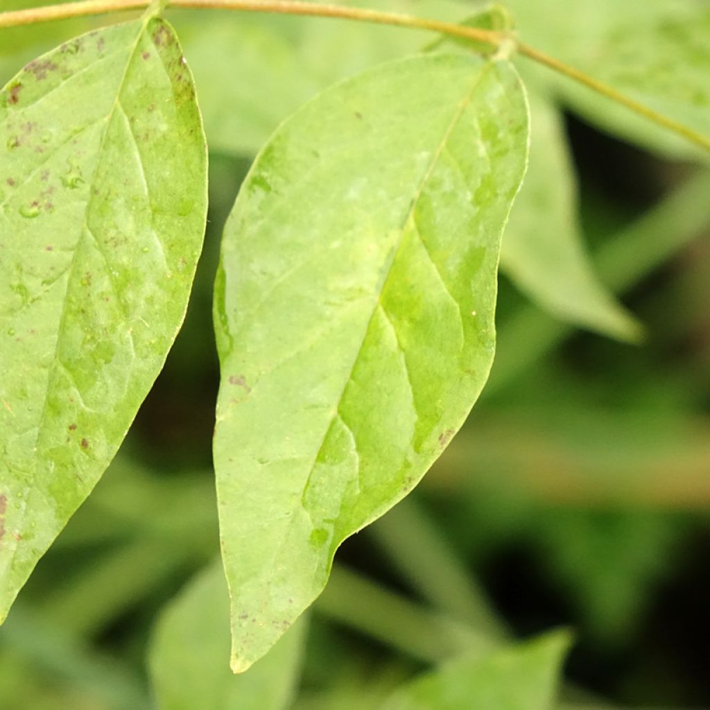 Wisteria frutescens var. macrostachya Blue Moon - Glicínia americana
