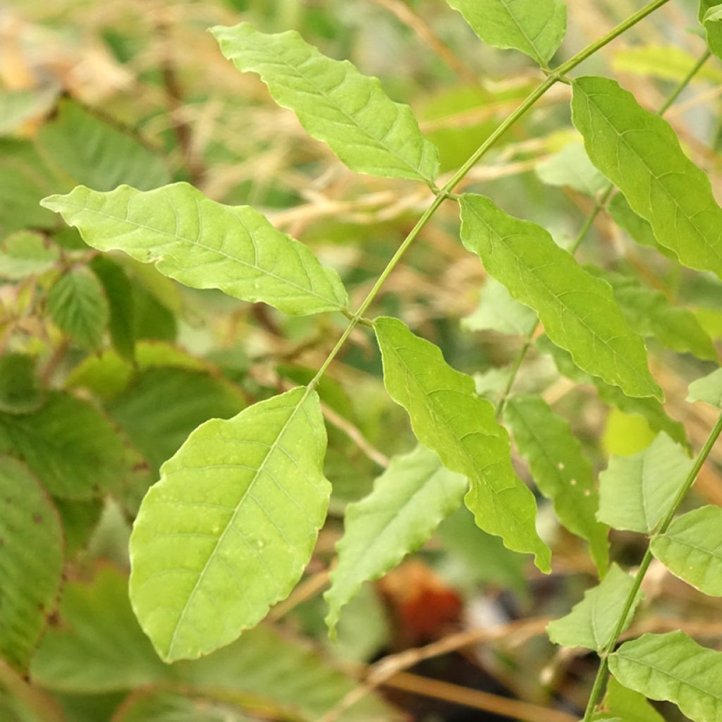 Wisteria floribunda Ed's Blue Dragon - Glicínia-japonesa