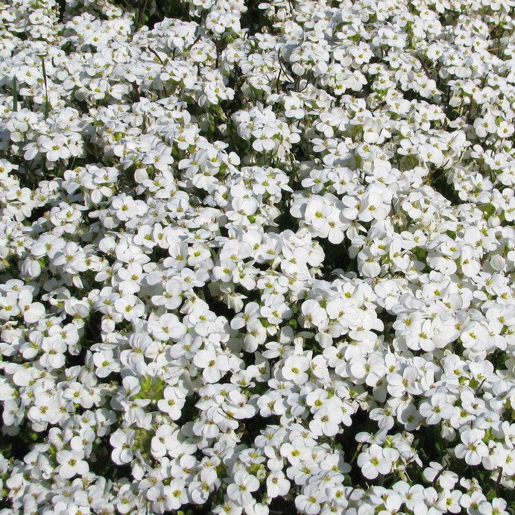 Graines d'Arabis caucasica Snowball