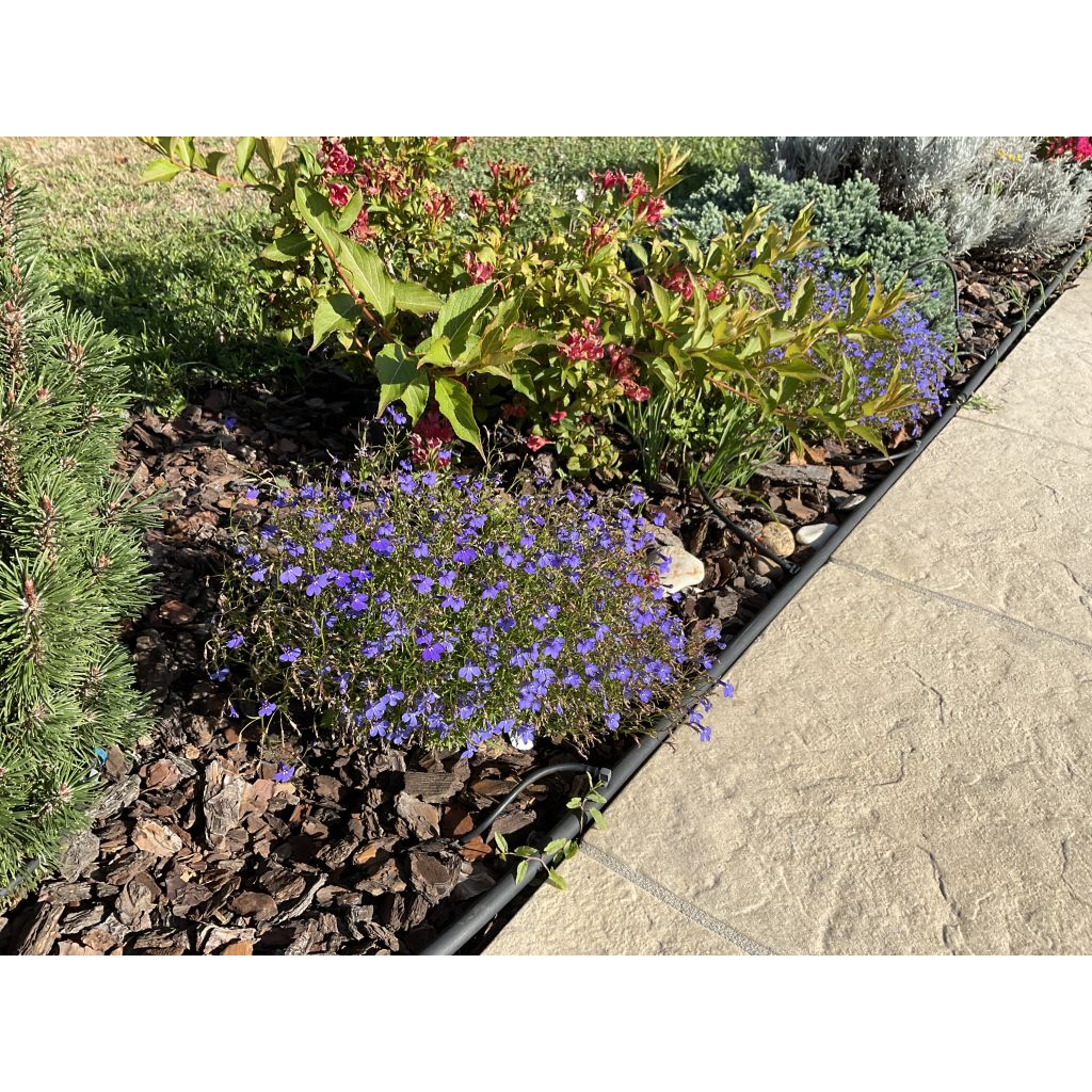 Graines de Lobelia erinus Emperor William
