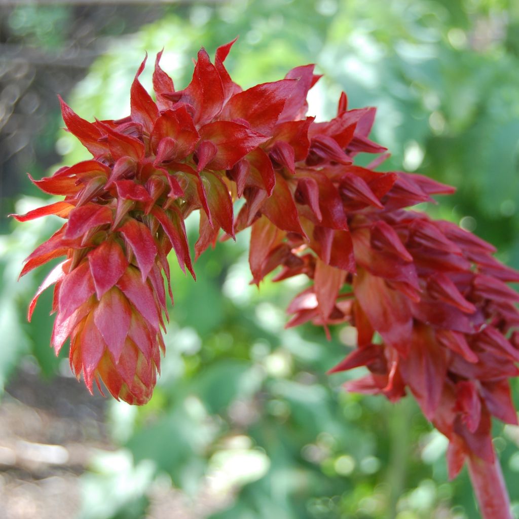Graines de Melianthus major