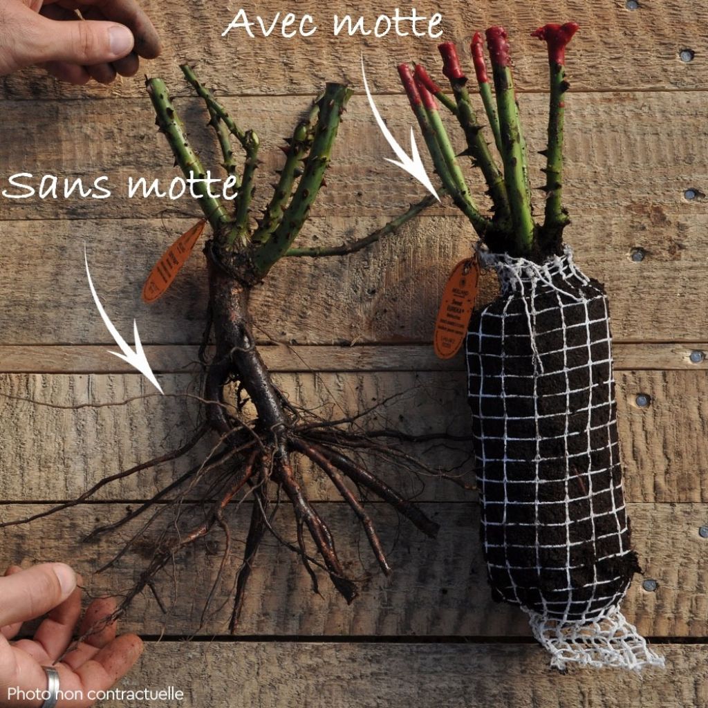 Roseira de flor grande Victor Hugo