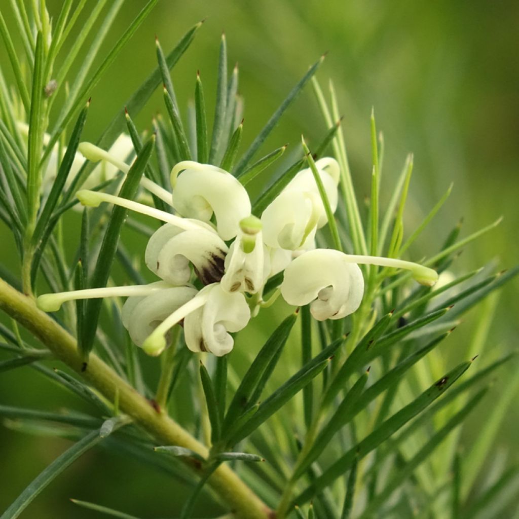 Grevillea gracilis Alba