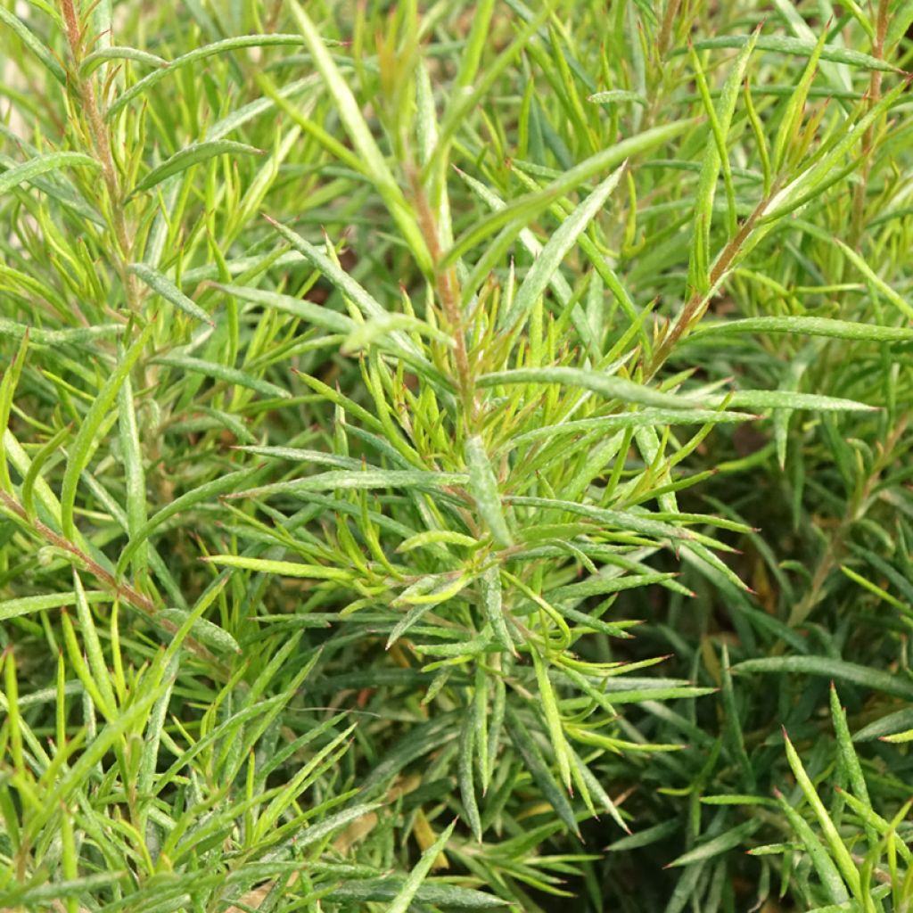 Grevillea gracilis Clearview David