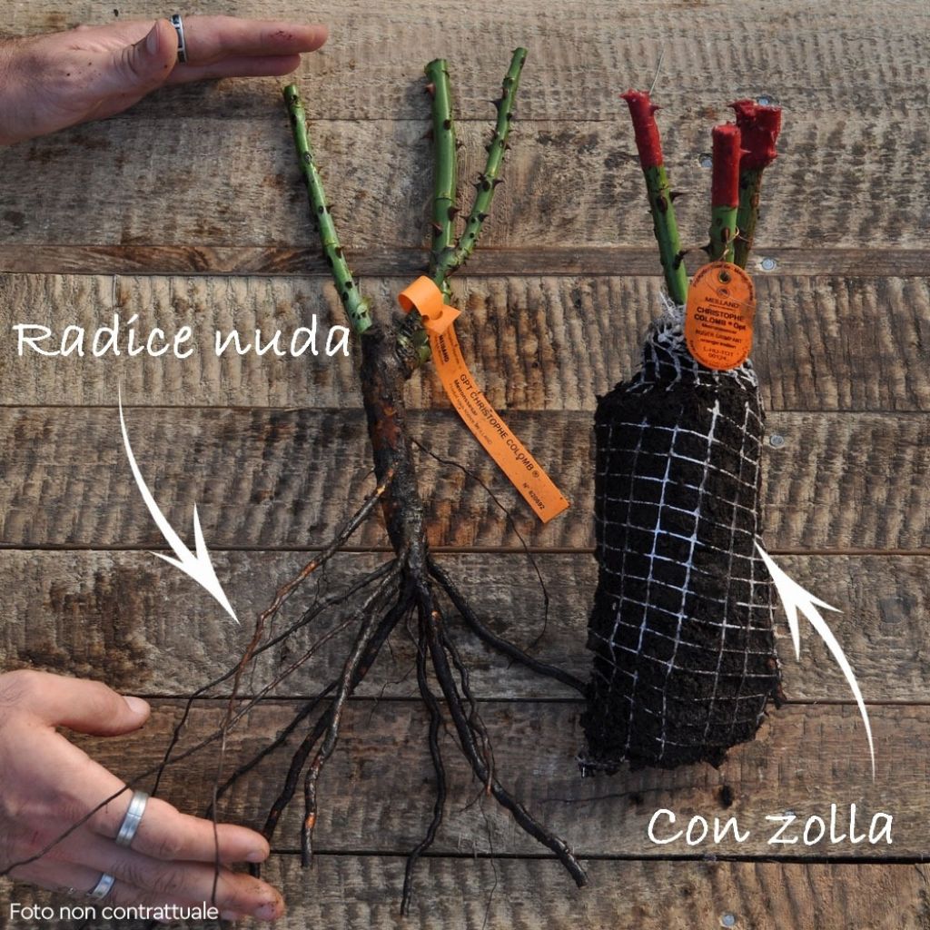 Roseira trepadeira Eyeconic