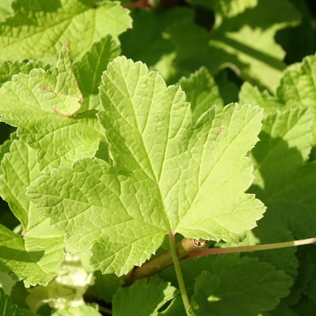 Rode aalbes Jonkheer van Tets