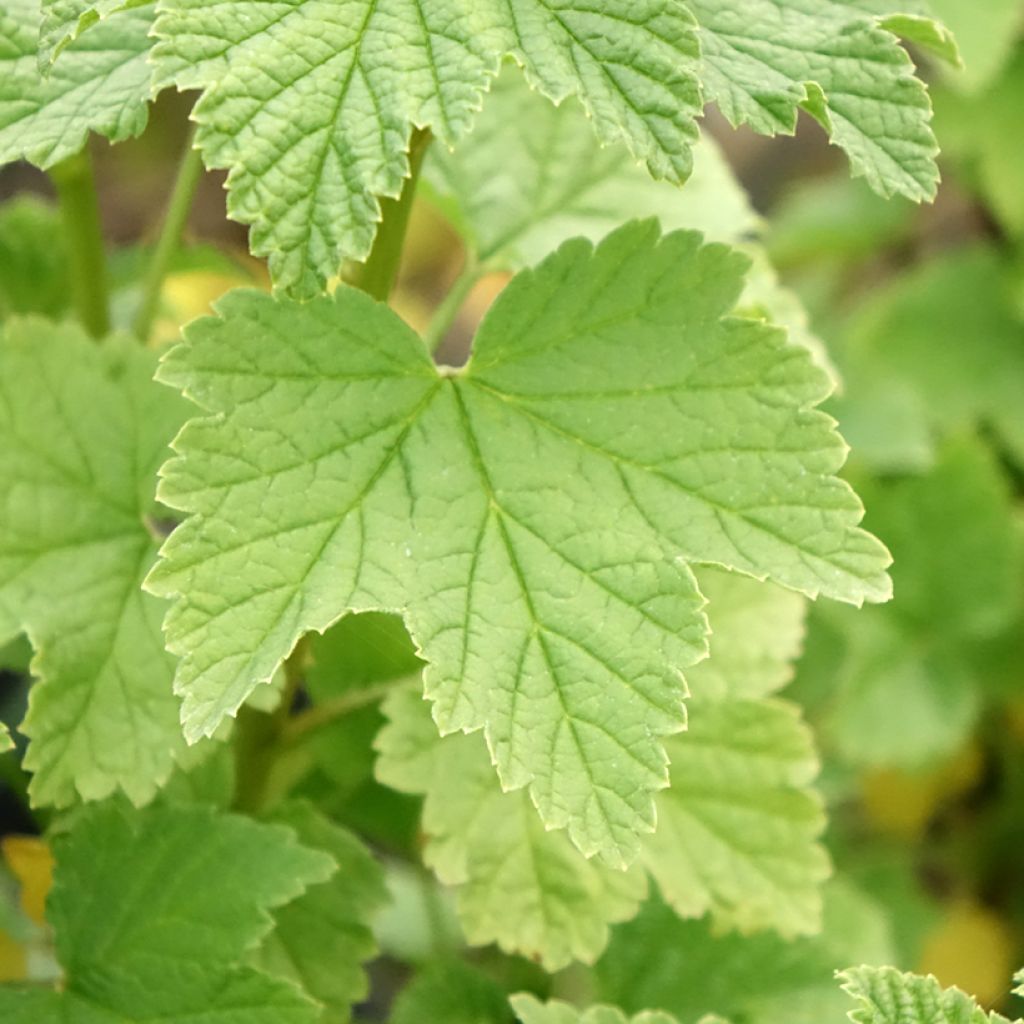 Groselheira-vermelha Lisette - Ribes rubrum