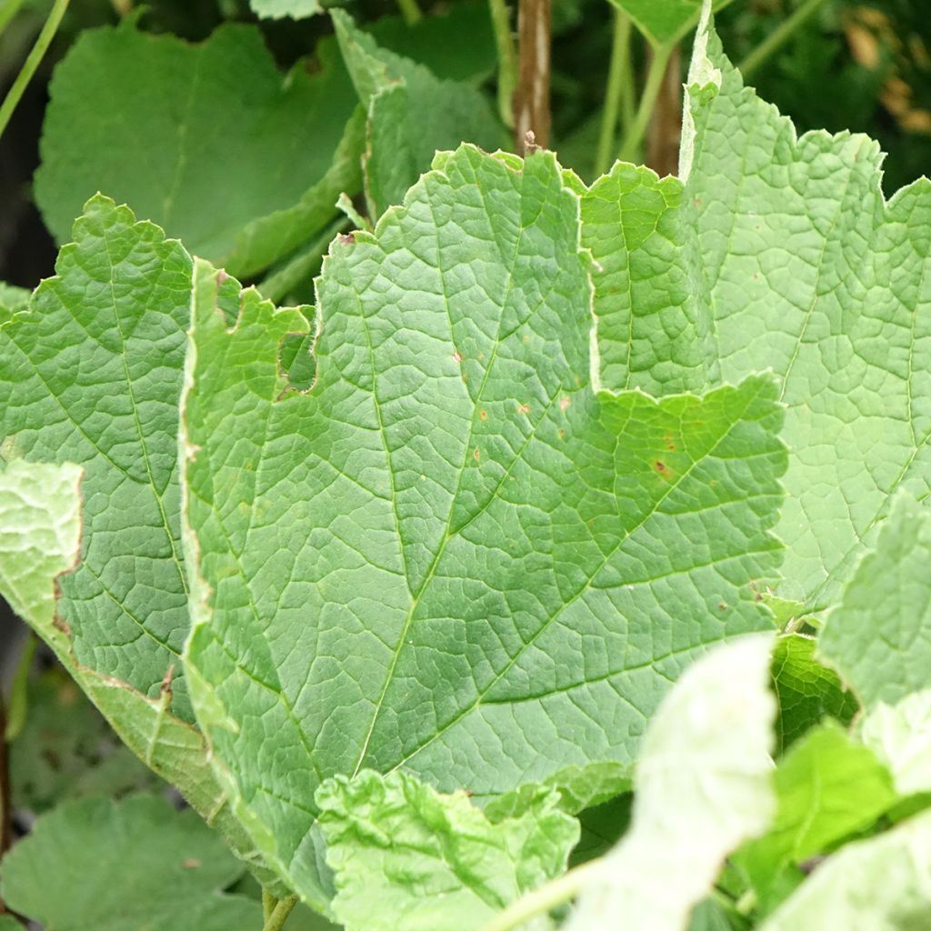 Groselheira-vermelha Sonette - Ribes rubrum