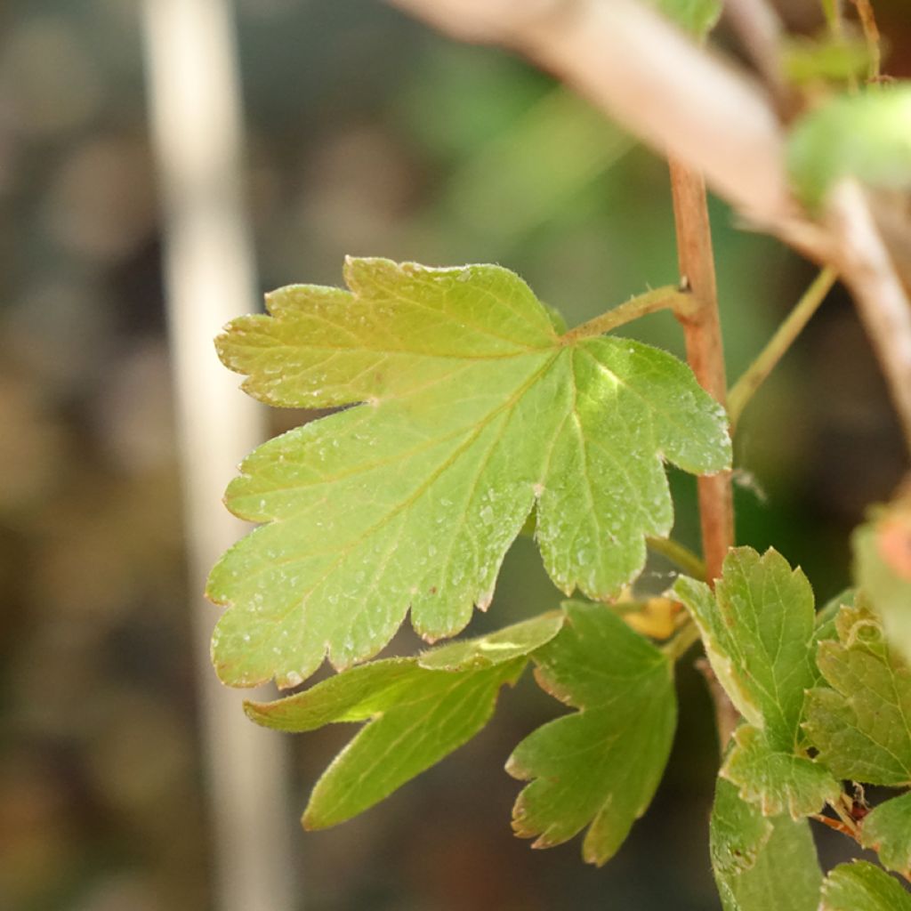 Groselheira-espinhosa Invicta - Ribes uva-crispa