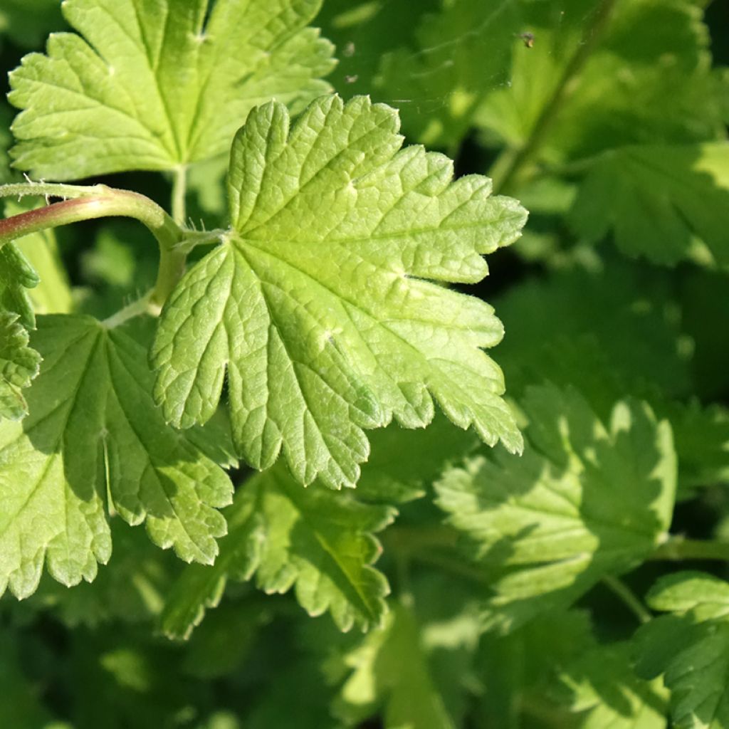 Groselheira-espinhosa Captivator - Ribes uva-crispa