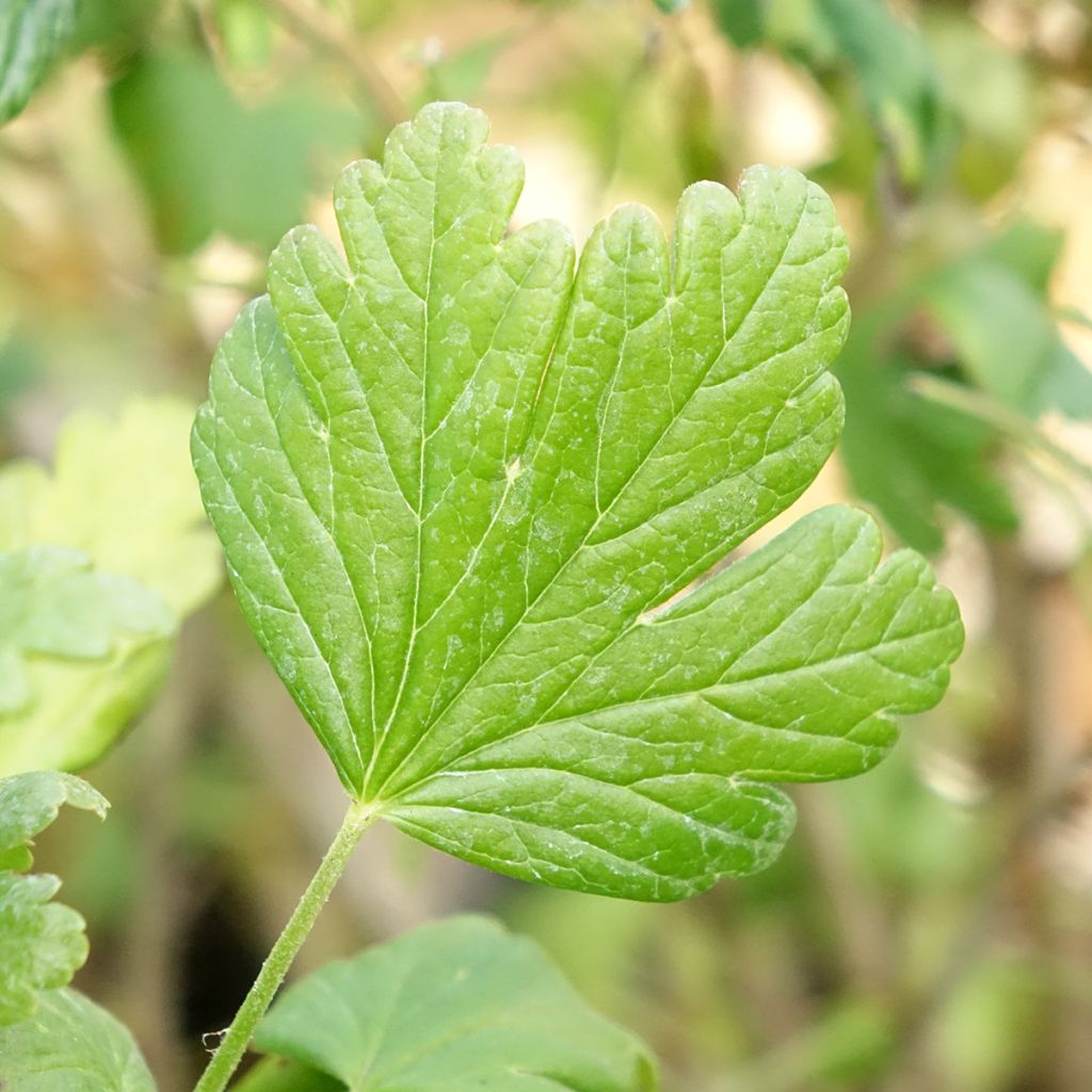 Groselheira-espinhosa Easycrisp Mme Sansouci - Ribes uva-crispa