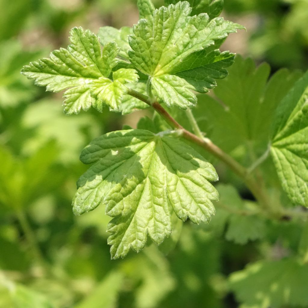 Groselheira espinhosa Freedonia - Ribes uva-crispa