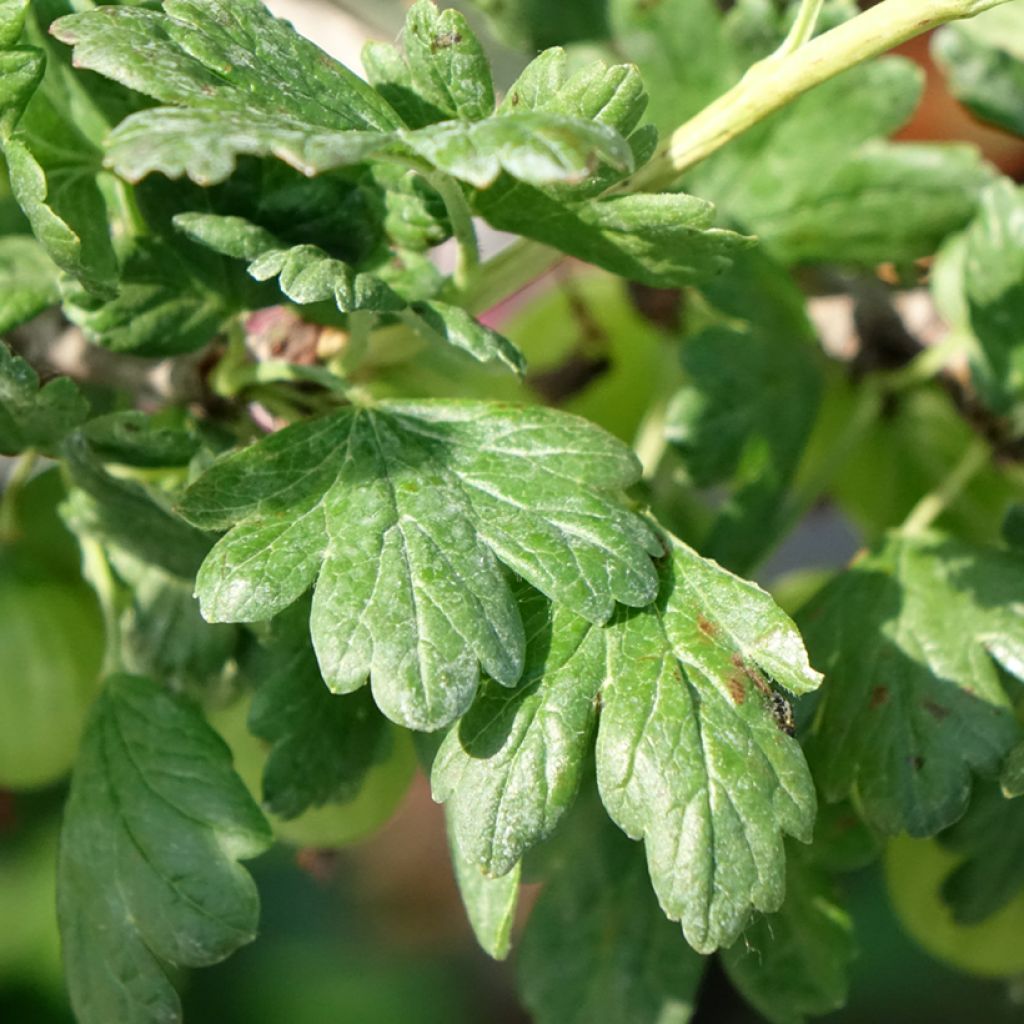 Groselheira-espinhosa Tatjana - Ribes uva-crispa
