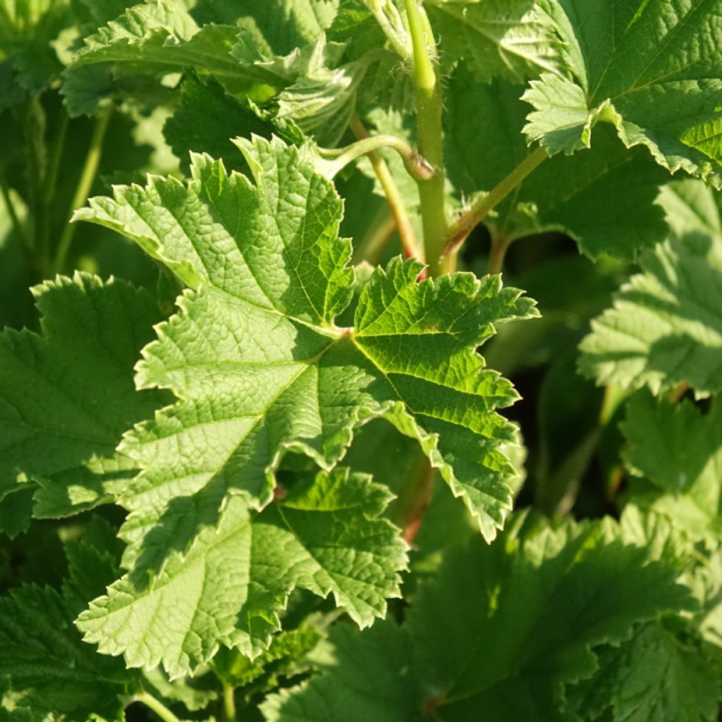 Groselheira-vermelha Red Lake Melhorada Georges Delbard - Ribes rubrum