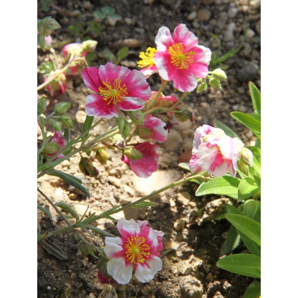 Hélianthème Raspberry Ripple