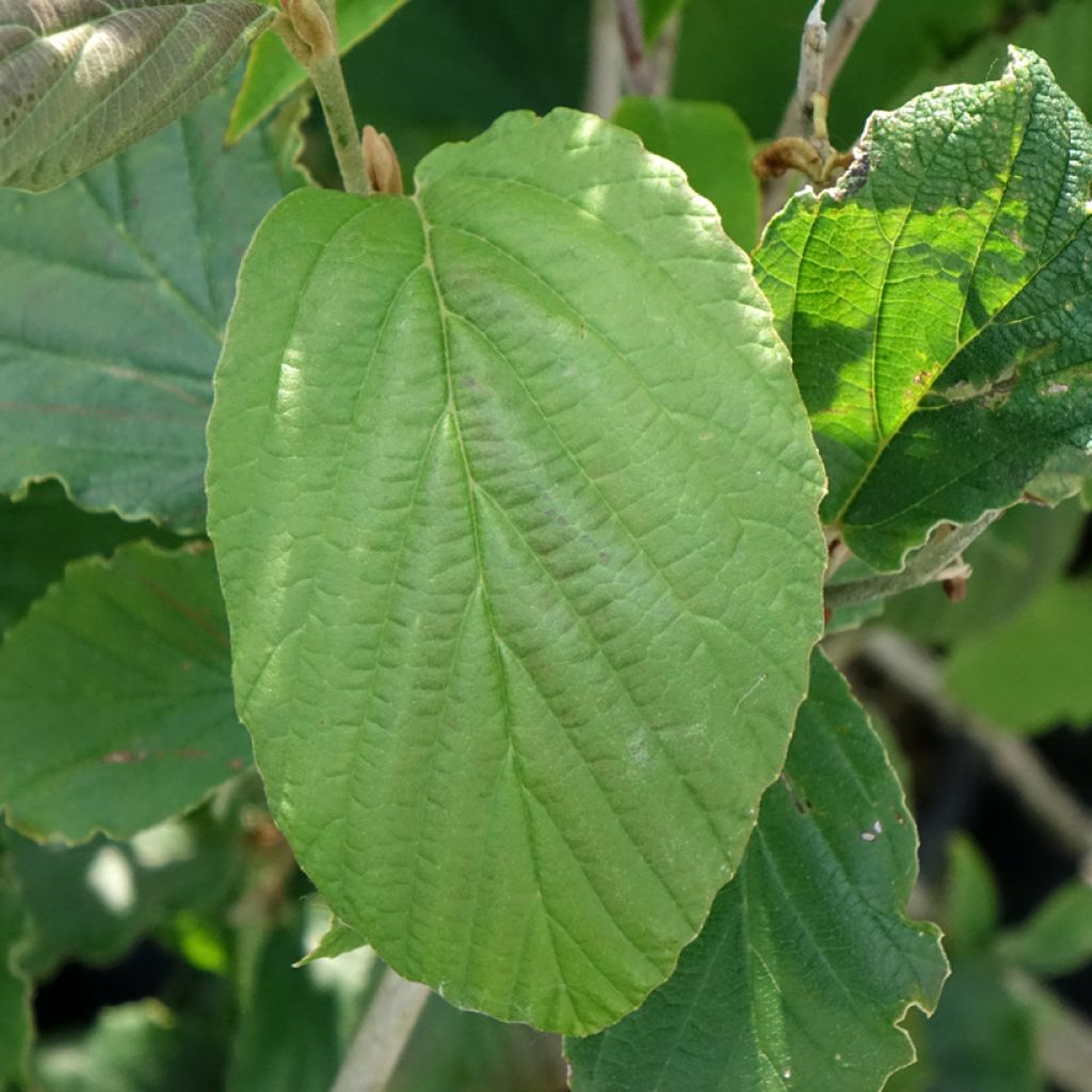 Hamamélis Feuerzauber