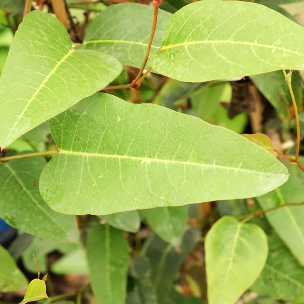 Hardenbergia violacea