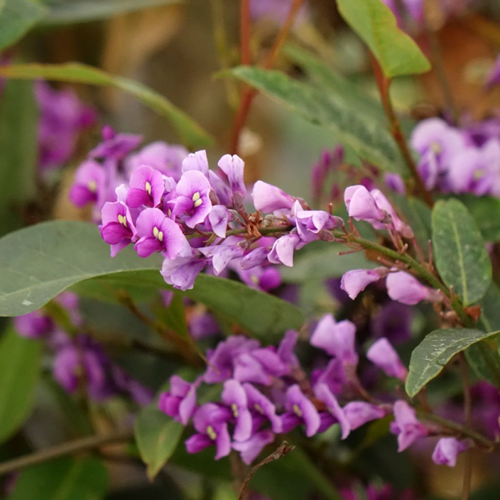 Hardenbergia violacea