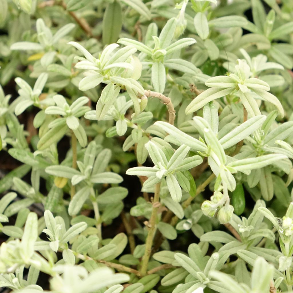 Helianthemum Fire Dragon