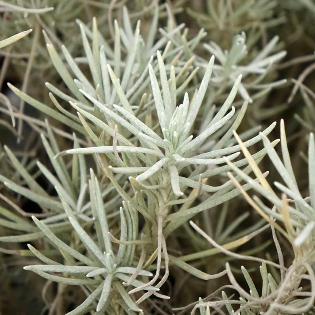 Helichrysum italicum subsp. serotinum