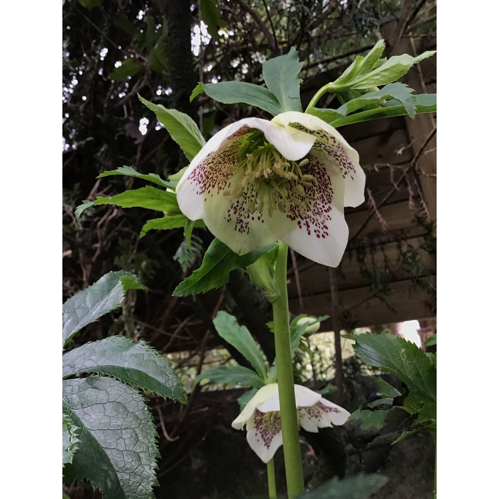Hellébore orientale Blanc guttatus