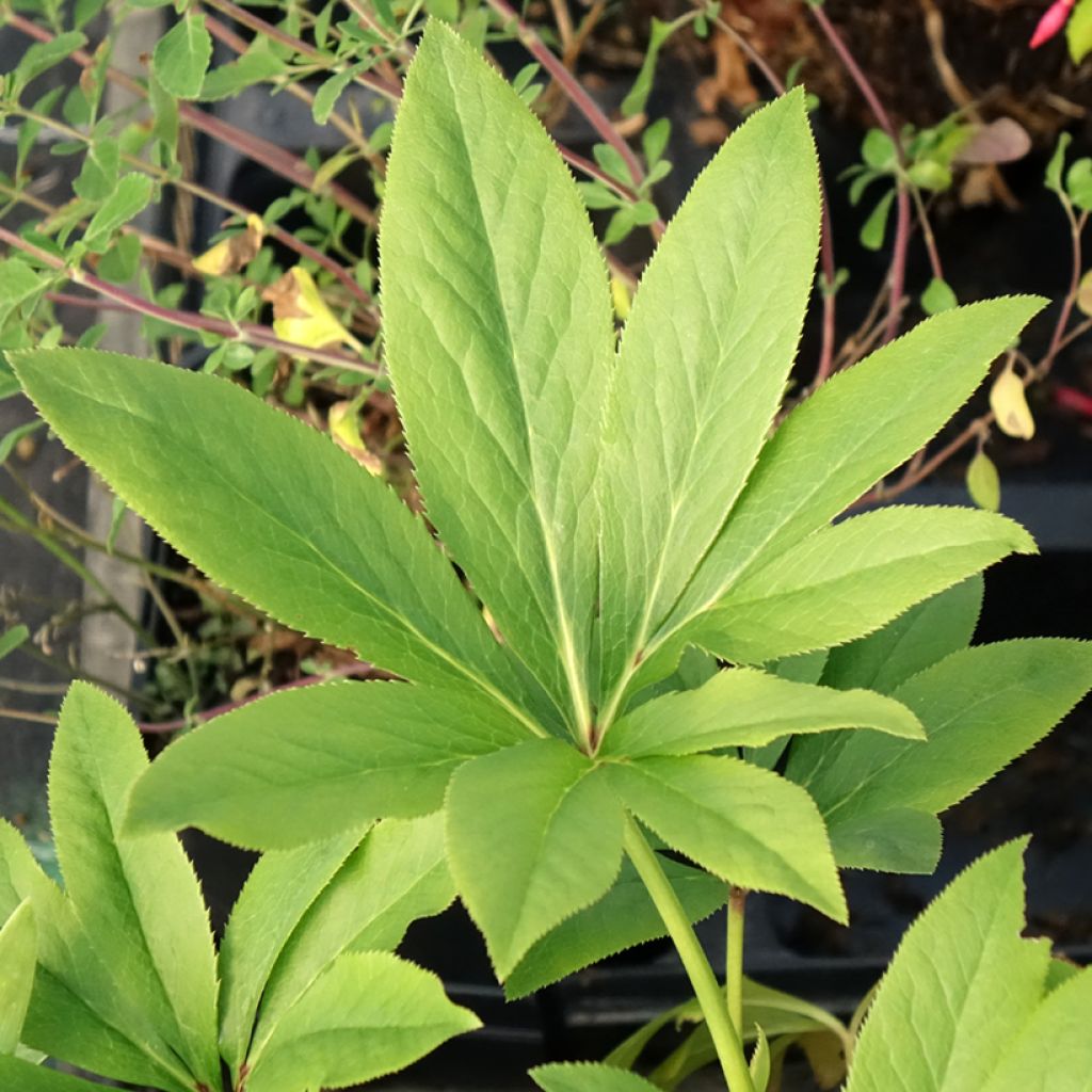 Helleborus orientalis Double Amarela