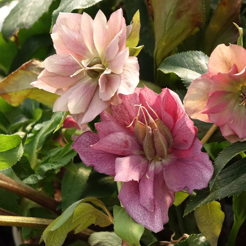 Helleborus orientalis ViV Elena