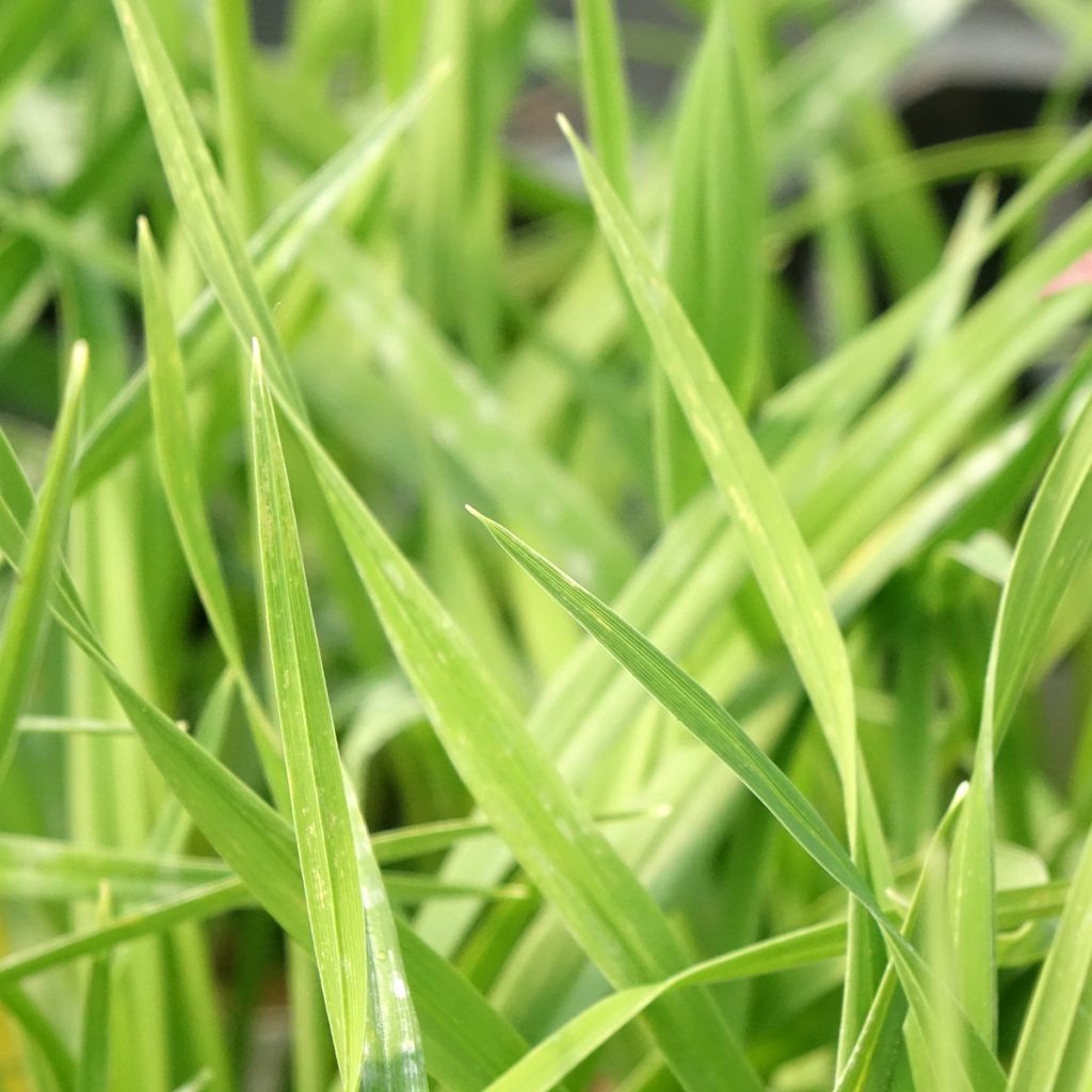 Hemerocallis American Revolution