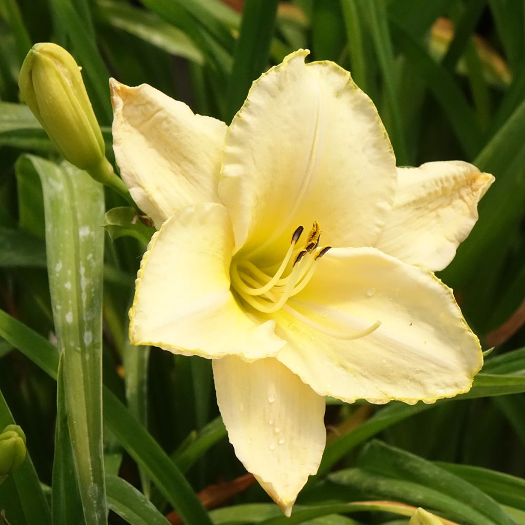 Hemerocallis Arctic Snow