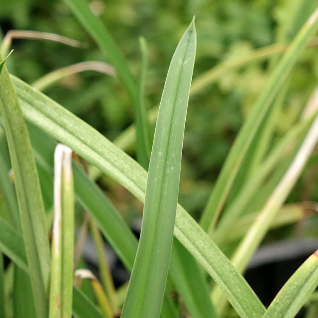 Hemerocallis Cape Breton