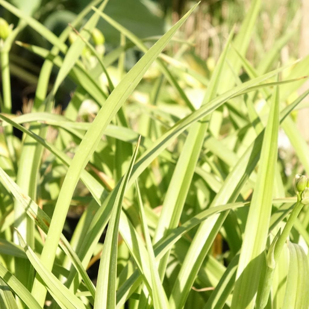 Hemerocallis El Desperado