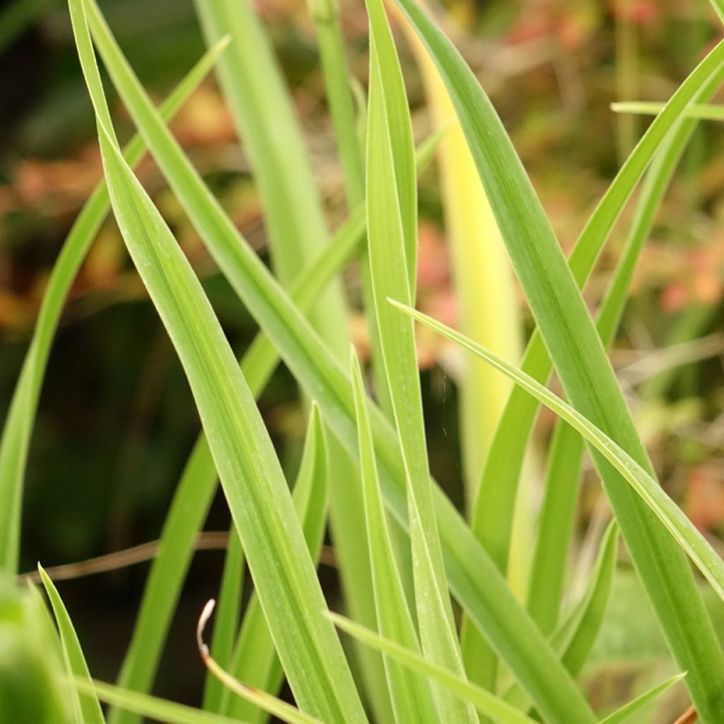 Hemerocallis Green Flutter