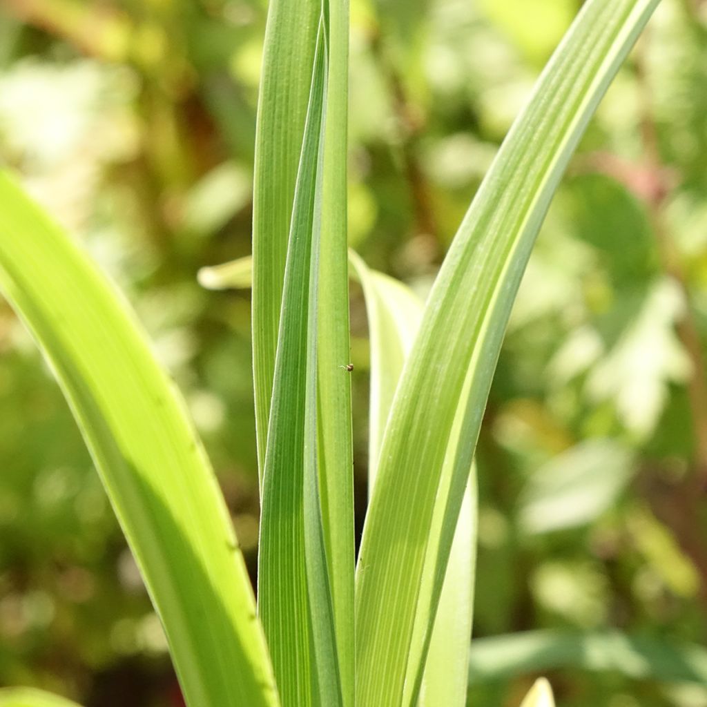 Hemerocallis Mauna Loa