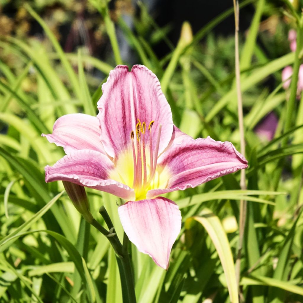 Hemerocallis Prairie Blue Eyes