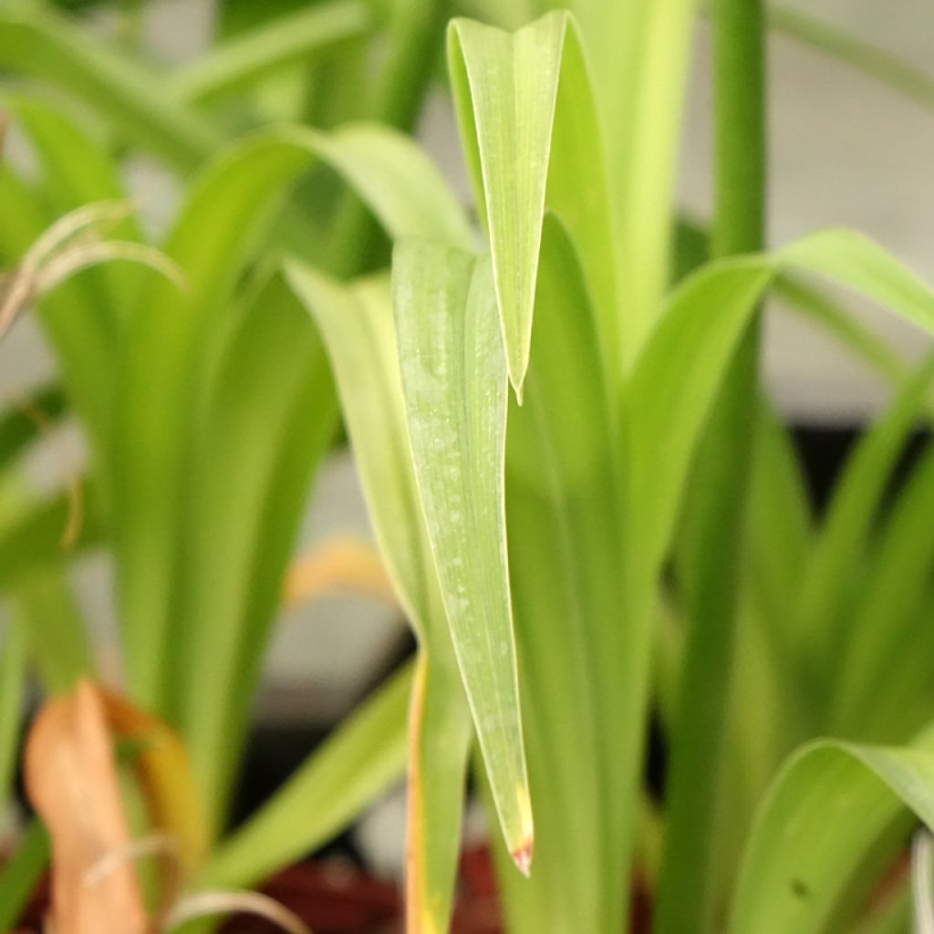 Hemerocallis Roswitha