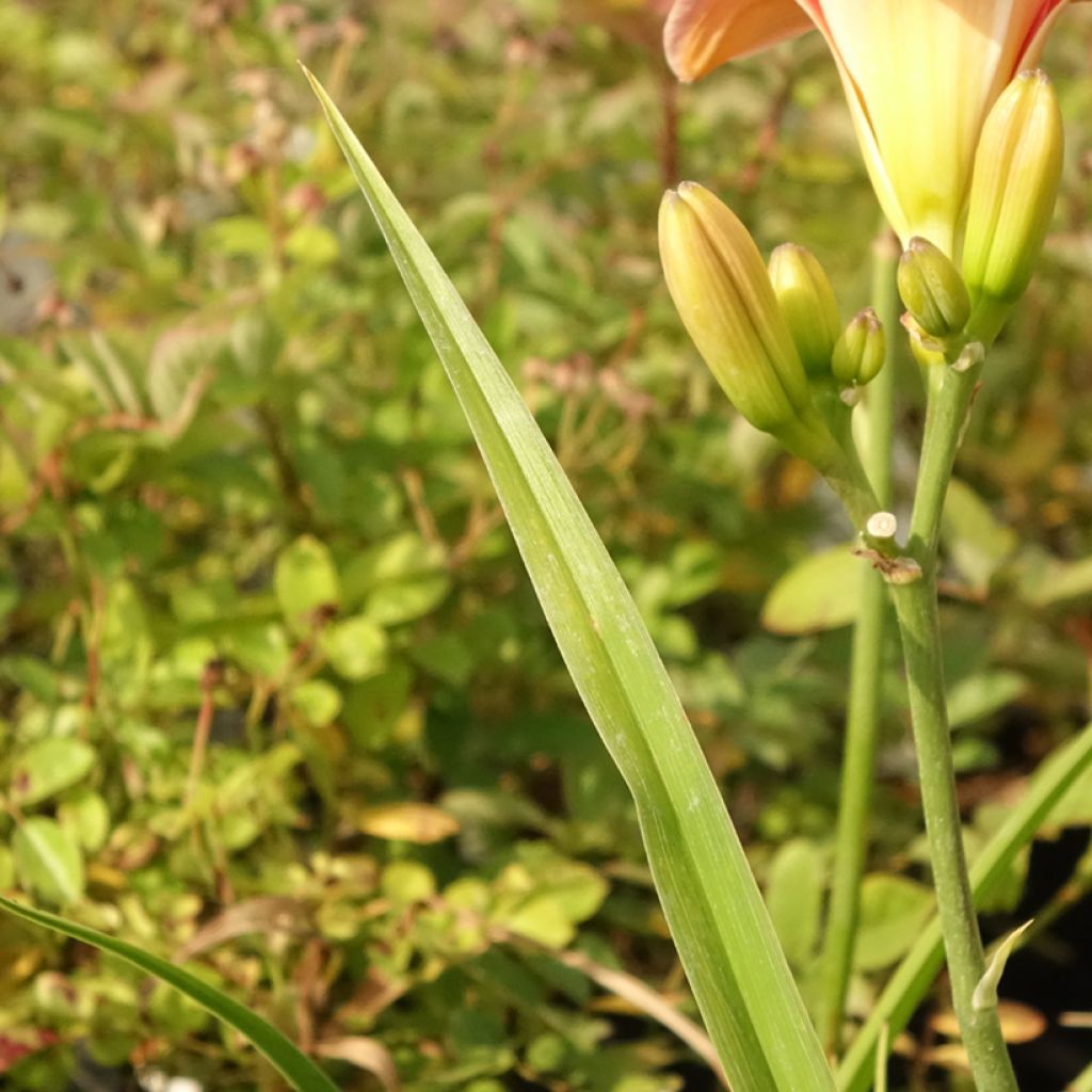Hemerocallis Strawberry Swirl