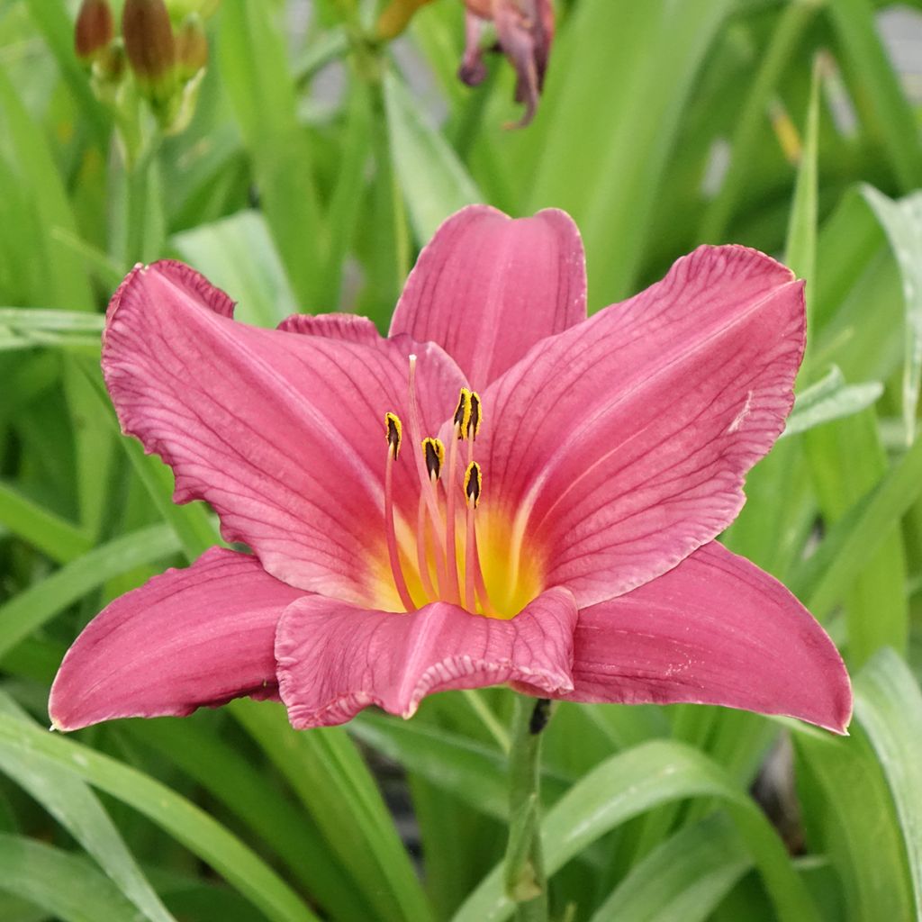 Hemerocallis Summer Wine