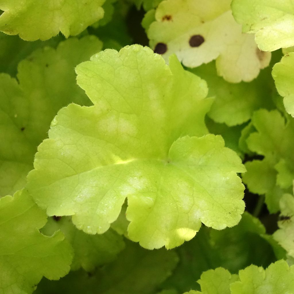 Heuchera Apple Twist