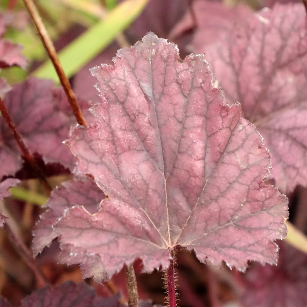 Heuchera Frosted Violet
