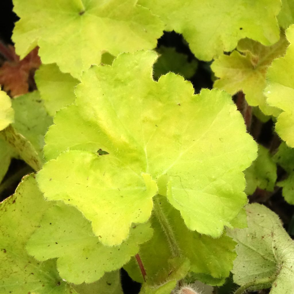 Heuchera Guacamole
