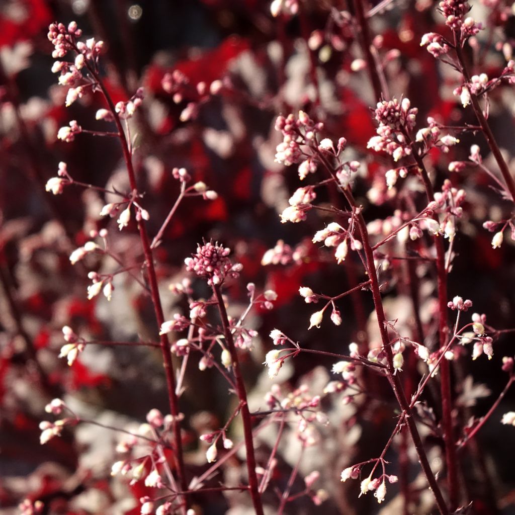 Heuchera Dark Secret
