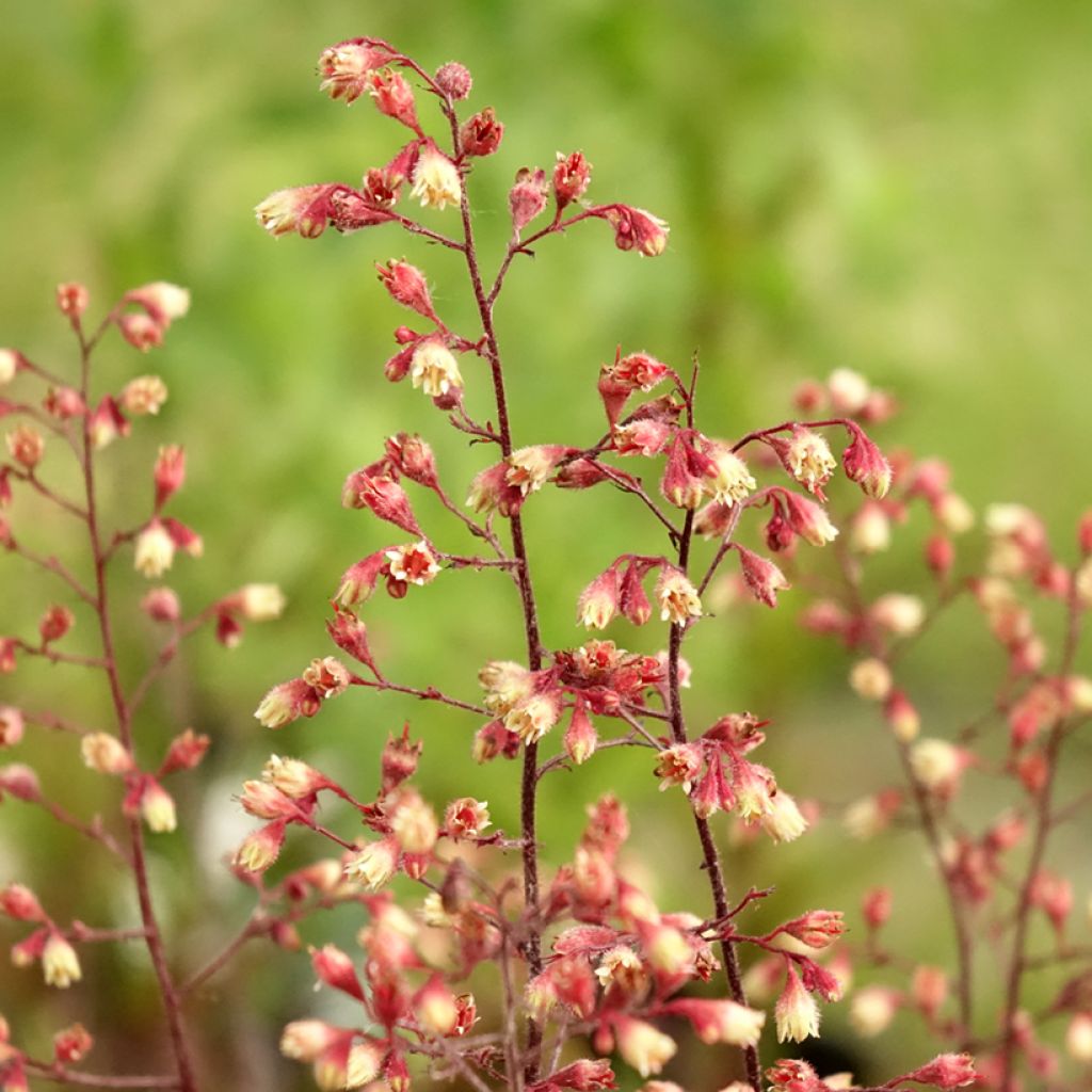Heuchera Spellbound