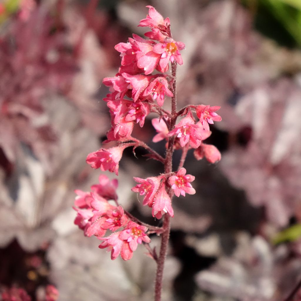 Heuchera Timeless Treasure