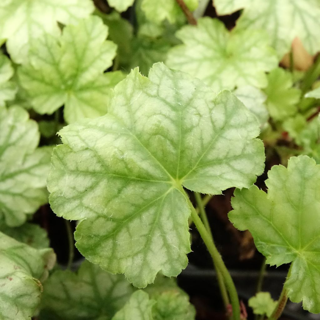 Heuchera Paris