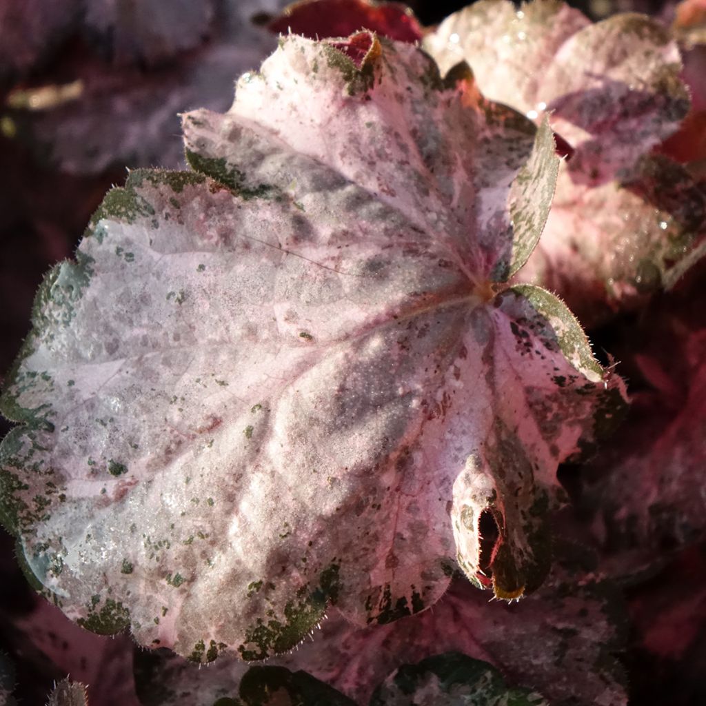 Heuchera Pinky Panky