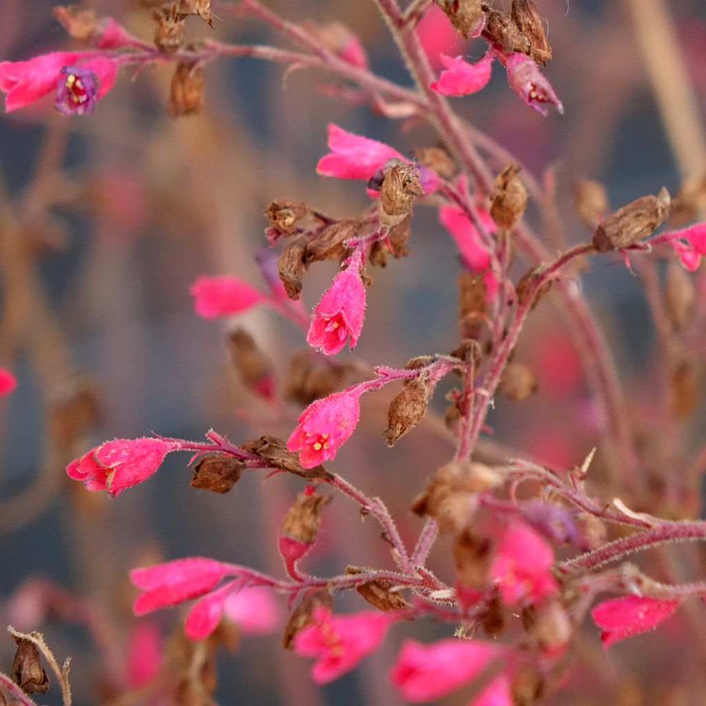 Heuchera Snowy Panky