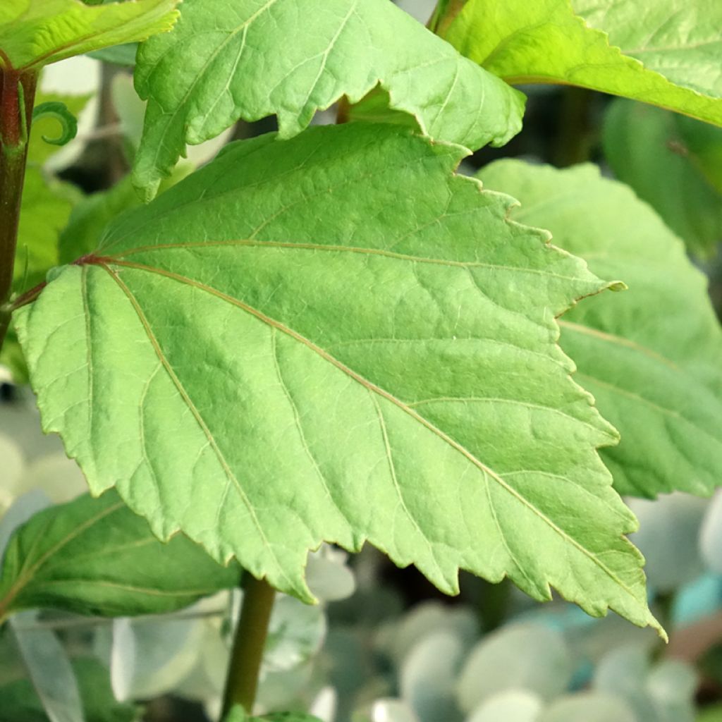 Hibisco-dos-pântanos Cherry Cheesecake - Hibiscus moscheutos