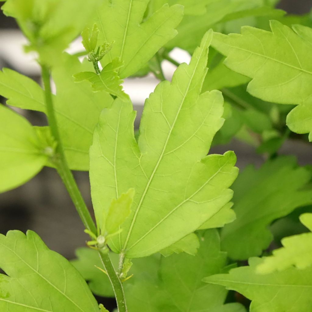 Hibisco-da-síria Russian Violet (II) - Hibiscus syriacus
